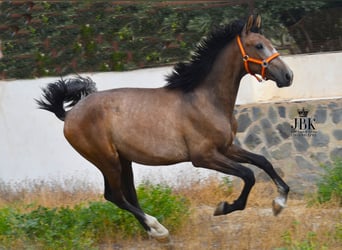 PRE, Stallion, 2 years, 15.2 hh, Gray-Red-Tan, in Tabernas Almeria,