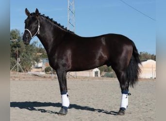 PRE Mix, Stallion, 4 years, 15.2 hh, Black, in Malaga,