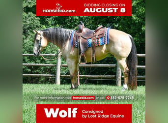 American Quarter Horse, Gelding, 6 years, Buckskin, in Sedalia, MO,