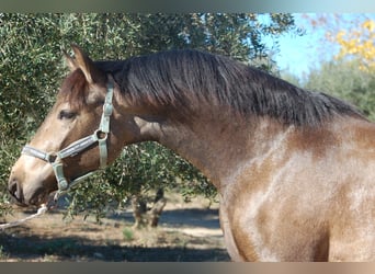 PRE, Stallion, 3 years, 15.2 hh, Buckskin, in La ChicharraAlhaurin del Grande,