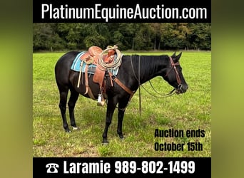 American Quarter Horse, Mare, 4 years, 14.2 hh, Black, in ROSEBUSH, MI,
