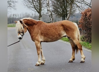 Haflinger, Merrie, 12 Jaar, 153 cm, , in Someren
