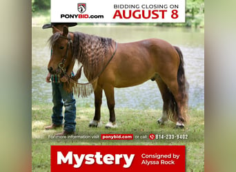 Plus de poneys/petits chevaux, Hongre, 7 Ans, 97 cm, Alezan cuivré, in Somerset, PA,