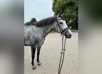 Mare 6 years