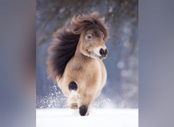 Liebes Mini Shetty gesucht 