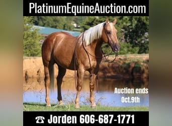 American Quarter Horse, Wallach, 7 Jahre, 152 cm, Palomino, in Cleburne, TX,