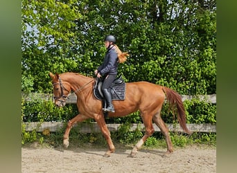 Other Warmbloods, Mare, 4 years, 16.1 hh, Chestnut-Red, in Bad Camberg,