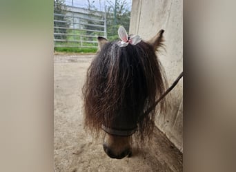 Mini Shetland Pony, Hengst, 3 Jahre, 85 cm, Schecke, in Niederzier,