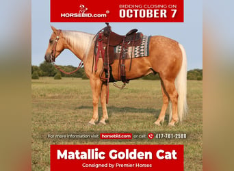 Caballo cuarto de milla, Caballo castrado, 4 años, 147 cm, Palomino, in Buffalo, MO,