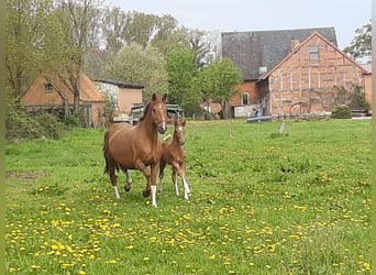 Hanoverian, Mare, 15 years, 16.1 hh, Chestnut-Red, in Aumühle,