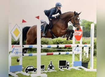Holsteiner, Wallach, 14 Jahre, 165 cm, Brauner, in Meppen