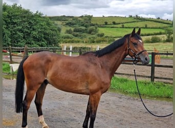 Irish Sport Horse, Wallach, 6 Jahre, 167 cm, Rotbrauner, in Sligo,