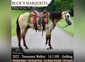 Tennessee Walking Horse, Wallach, 4 Jahre, 150 cm, Buckskin, in Tompkinsville, KY