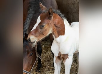 Meer warmbloeden, Hengst, Veulen (02/2026), 168 cm, Gevlekt-paard, in Borgentreich