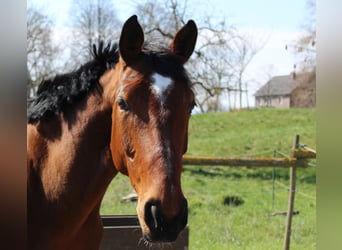 Hanoverian, Mare, 11 years, 16 hh, Brown, in Goslar Hahndorf,