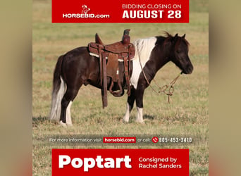 Weitere Ponys/Kleinpferde, Wallach, 8 Jahre, 91 cm, Rappe, in Joshua, TX,