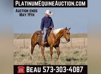 Quarter horse américain, Hongre, 10 Ans, 152 cm, Palomino, in Sweet Springs MO,