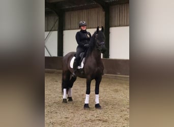 Friesian horses, Mare, 7 years, 16,1 hh, Black, in Zuid-Beijerland
