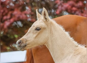 German Riding Pony, Mare, Foal (03/2024), Palomino, in Bedburg,