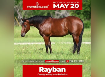 American Quarter Horse, Gelding, 4 years, 14.2 hh, Bay, in Waco,