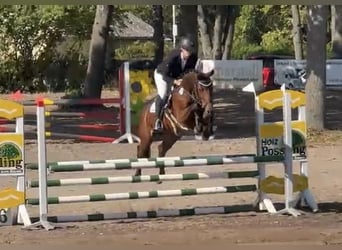 Deutsches Sportpferd, Stute, 9 Jahre, 160 cm, Brauner, in Stahnsdorf