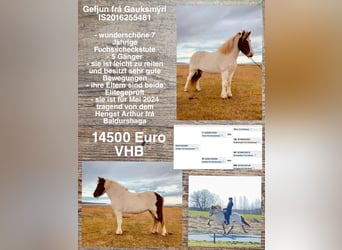Islandpferd, Stute, 7 Jahre, in Lingen,
