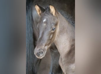 Trakehner, Stallion, 1 year, 16.2 hh, Black, in Günzburg,