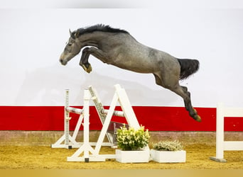 Zangersheider, Stallion, 2 years, 15.2 hh, Gray, in Waddinxveen,