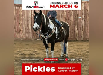 Quarter pony, Hongre, 15 Ans, in Valley Springs, SD,