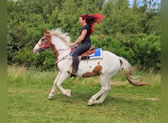 Pinto, Wałach, 3 lat, 160 cm, Srokata, in Linkenbach