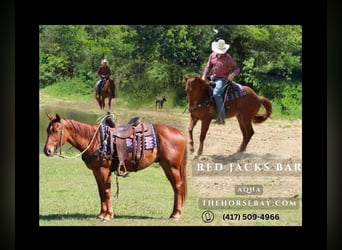 Quarter horse américain, Hongre, 3 Ans, 150 cm, Alezan cuivré, in Tompkinsville, KY,