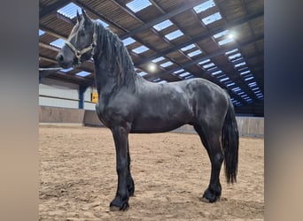 Fries paard, Hengst, 2 Jaar, 165 cm, Zwart, in Dalen