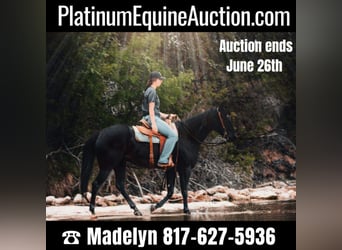 American Quarter Horse, Ruin, 7 Jaar, 152 cm, Zwart, in Bluff Dale TX,