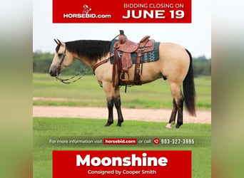 Quarter horse américain, Hongre, 7 Ans, 152 cm, Buckskin, in Whitesboro, TX,