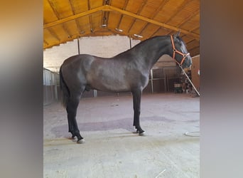 PRE Mix, Hengst, 3 Jahre, 157 cm, Schimmel, in Pulianillas,