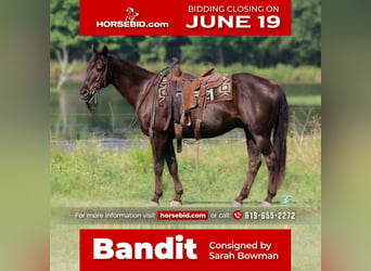 Quarter horse américain, Hongre, 13 Ans, 152 cm, Bai, in Carthage, TX,