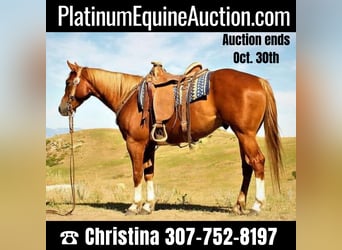 American Quarter Horse, Wallach, 6 Jahre, 152 cm, Rotfuchs, in Banner, WY,