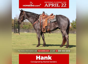 Quarter horse américain, Hongre, 7 Ans, 152 cm, Rouan Bleu, in Pilot Point, TX,
