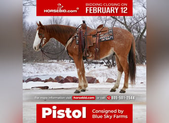 Paint Horse, Hongre, 6 Ans, 152 cm, Rouan Rouge, in Sioux Falls,