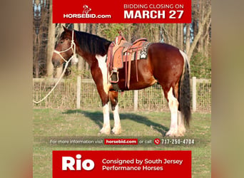 Draft Horse Mix, Gelding, 6 years, 16 hh, in Tabernacle, NJ,