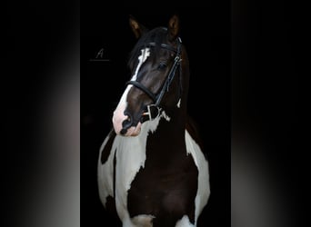 Gelding 8 years