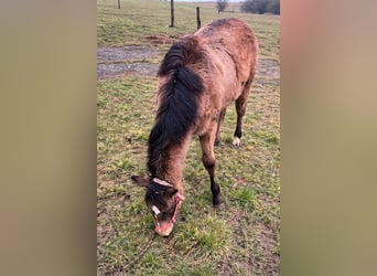 Quarter horse américain, Jument, 1 Année, 148 cm, Buckskin, in Petit-Réderching