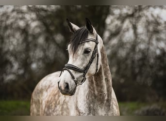 Cheval de sport allemand, Hongre, 6 Ans, 173 cm, Gris, in Riedstadt,
