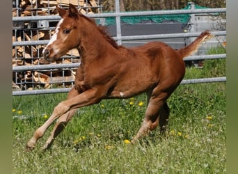 Paint Horse, Mare, 1 year, 14.2 hh, Chestnut, in WarburgWarburg,