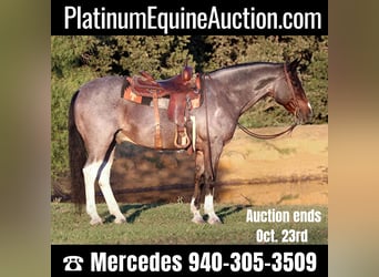 Quarter horse américain, Hongre, 13 Ans, 147 cm, Roan-Bay, in Cleburne tx,