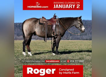 American Quarter Horse, Gelding, 13 years, 15.1 hh, Buckskin, in Rebersburg,