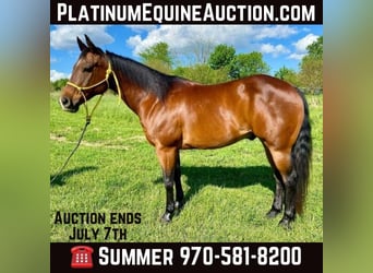 American Quarter Horse, Wallach, 10 Jahre, 152 cm, Rotbrauner, in Danville IN,