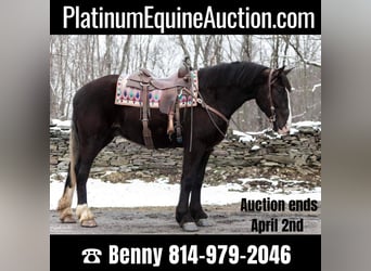 American Quarter Horse, Gelding, 7 years, Black, in Everett PA,