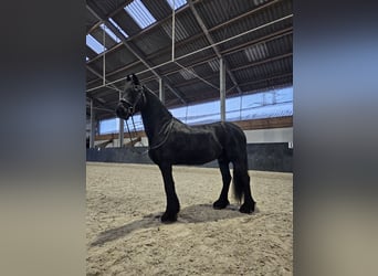 Fries paard, Ruin, 8 Jaar, 160 cm, Zwart, in Oosteind