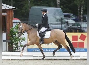 Duitse rijpony, Ruin, 4 Jaar, 146 cm, Buckskin, in Delbr&#xFC;ck